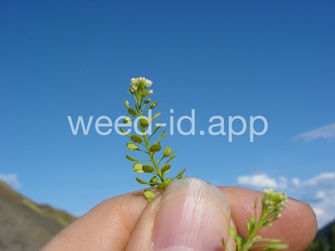 pepperweed, greenflower